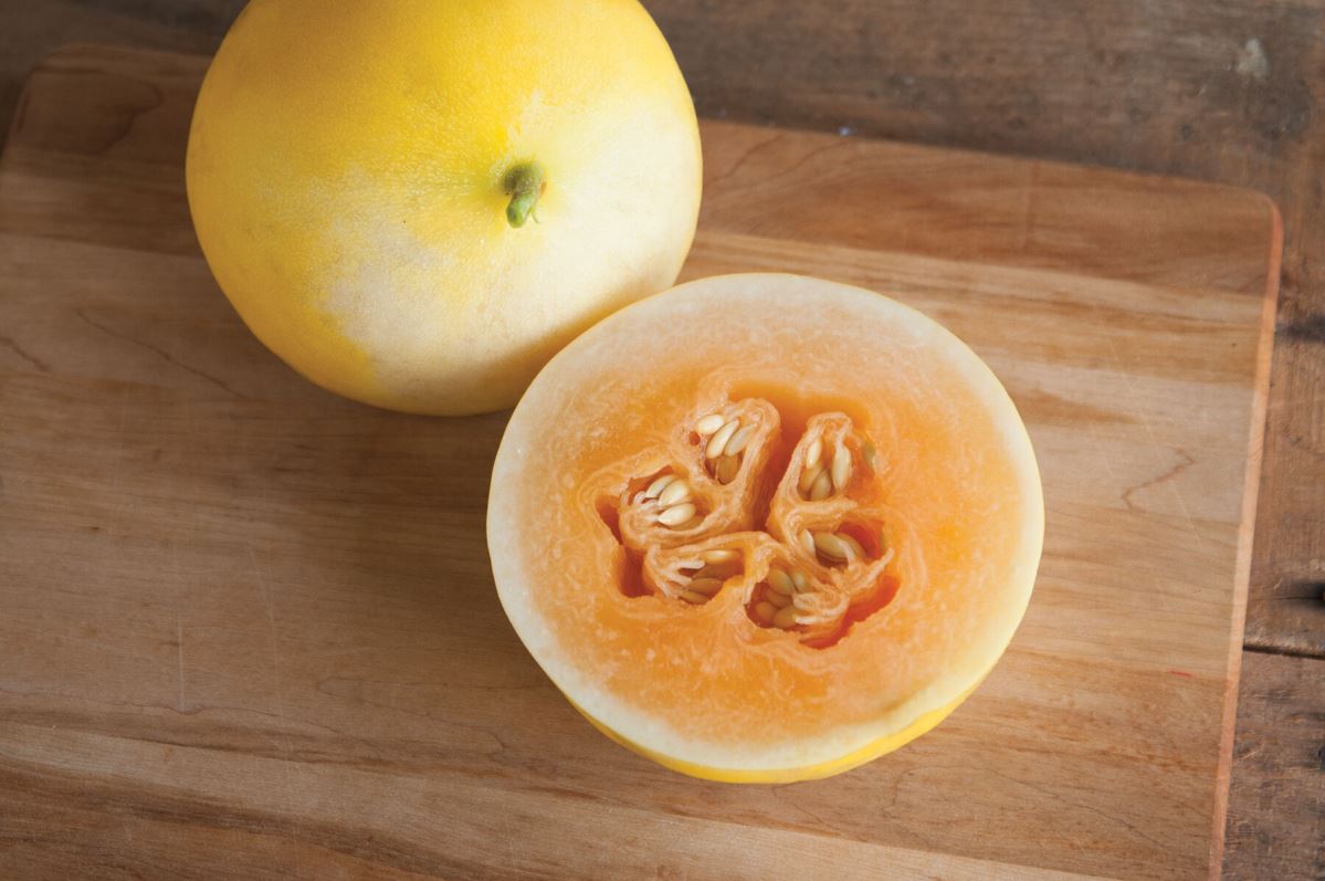 Honey Blonde – Melon Seed